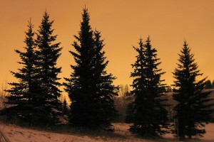 Pine trees in Altadore Park, Calgary
